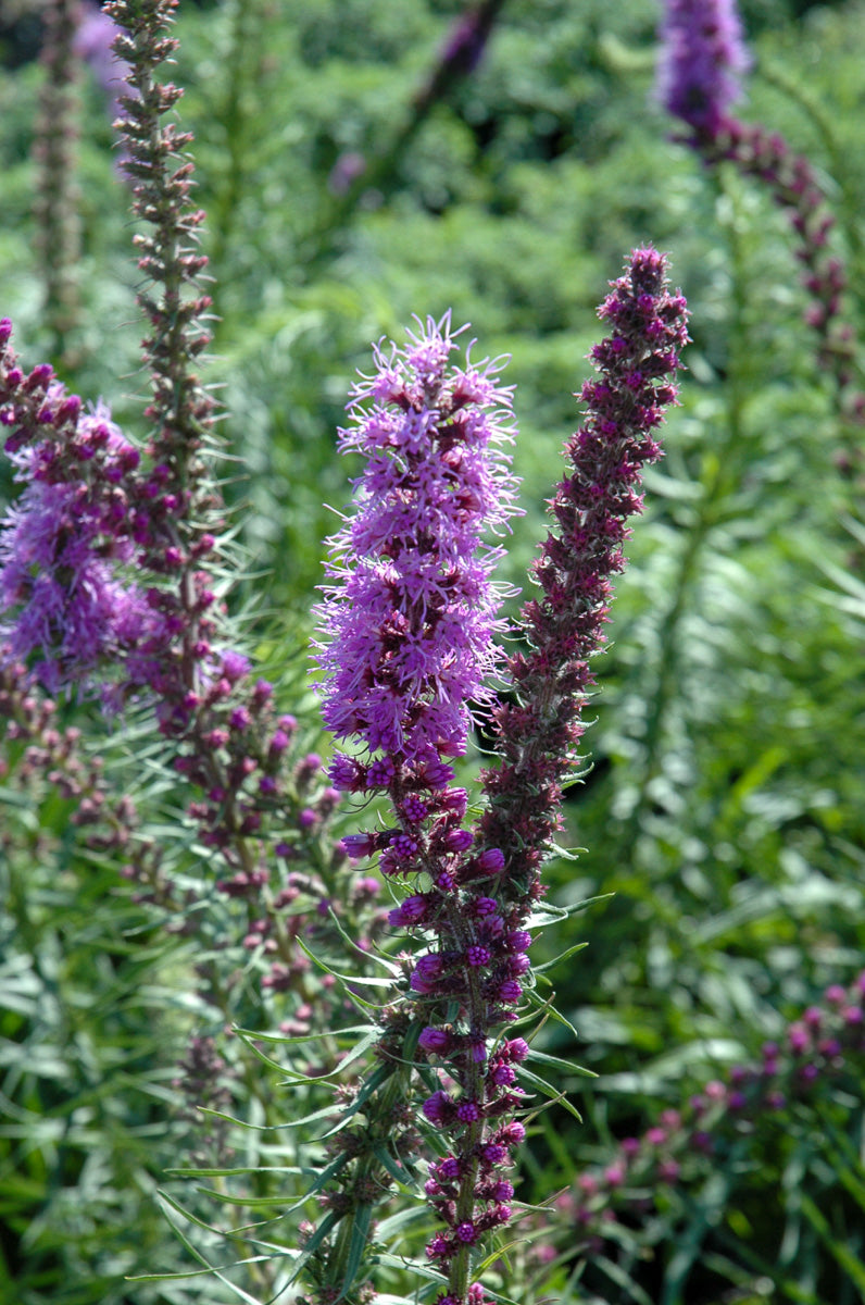 Liatris, Blazing Star Prairie