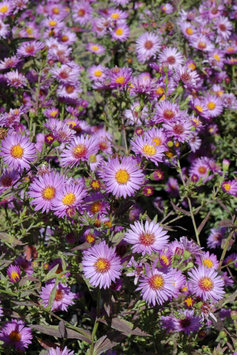 Aster, Wood'S Purple