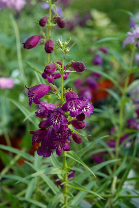 Beard-Tongue, Pikes Peak Purple