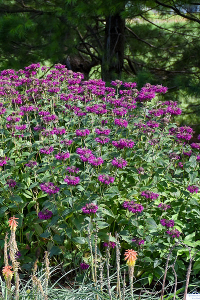 Bee Balm | Purple Rooster