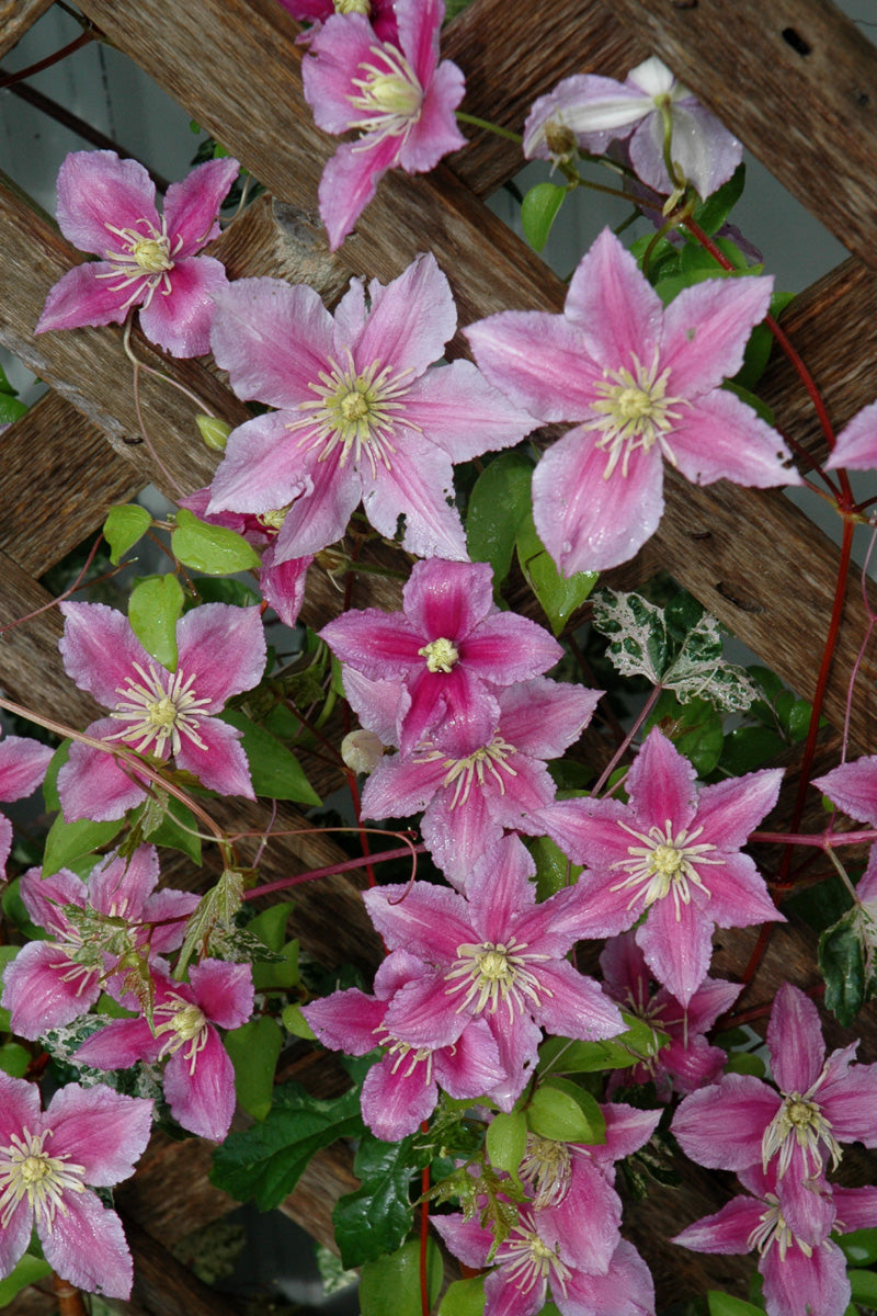 Clematis, Piilu