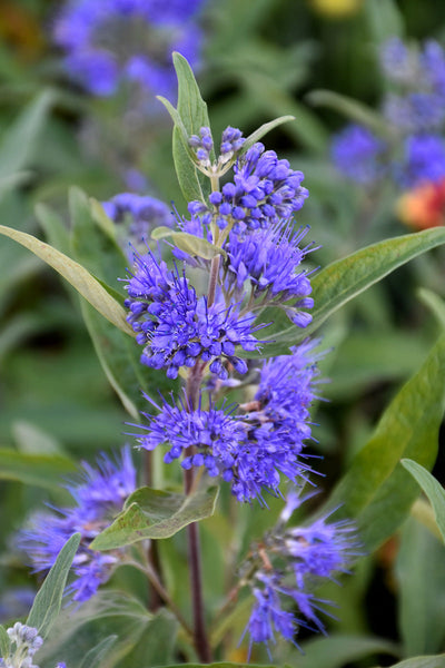 Caryopteris, Sapphire Surf