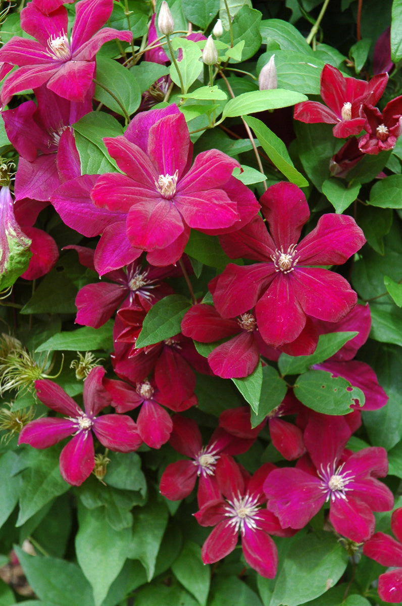 Clematis, Rouge Cardinal