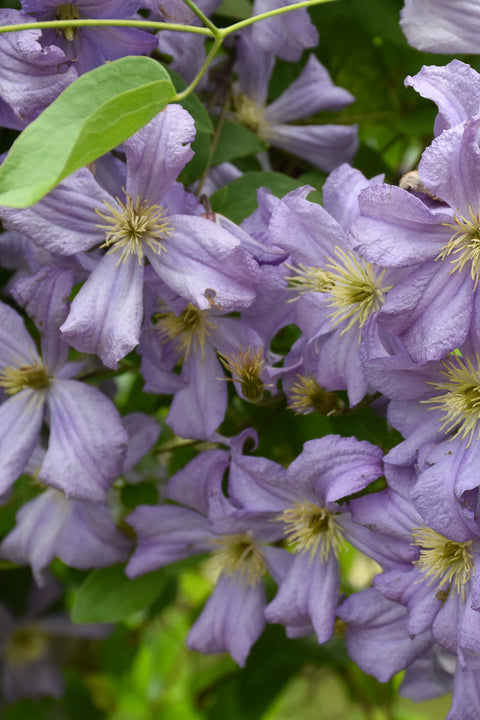 Clematis | Prince Charles