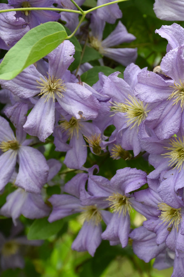 Clematis, Prince Charles