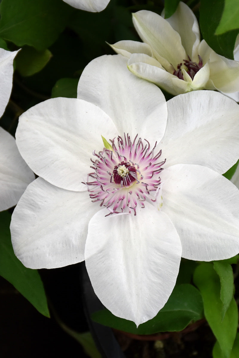 Clematis, Miss Bateman