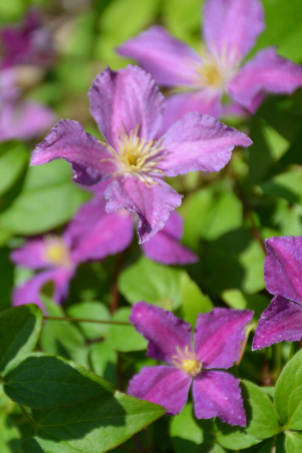 Clematis, Jolly Good