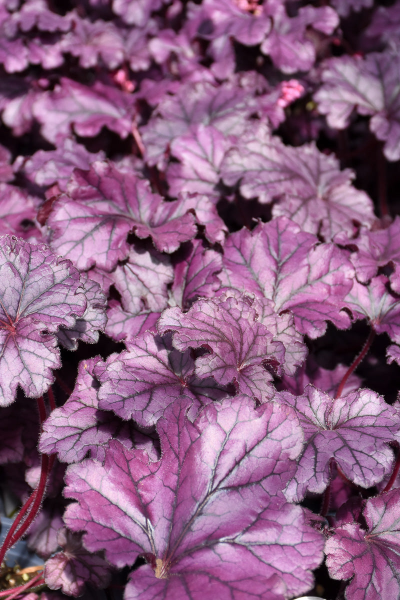Coral Bells, Forever Purple