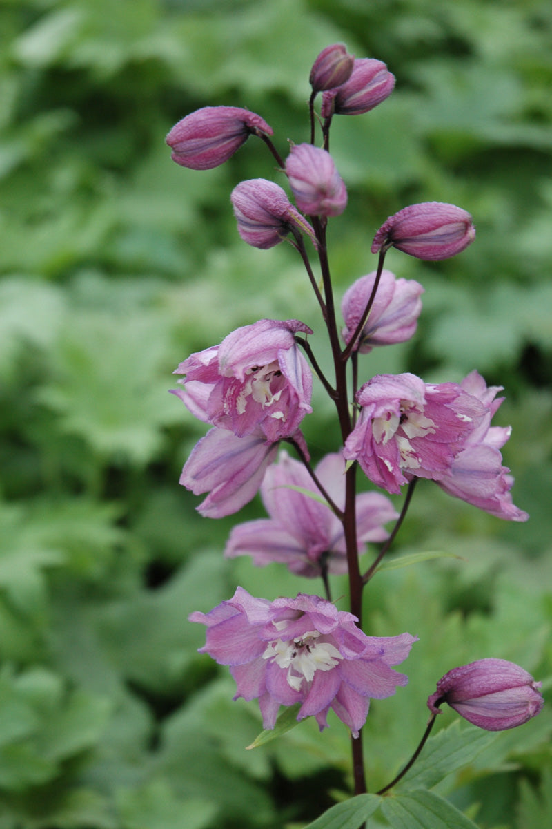Delphinium, Magic Fountain Pink/White