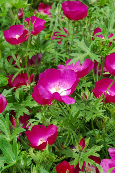 Poppy Mallow, Purple