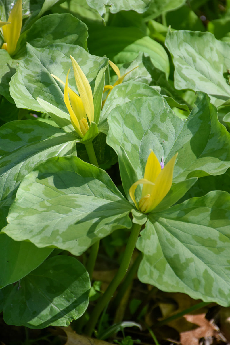 Trillium, Yellow