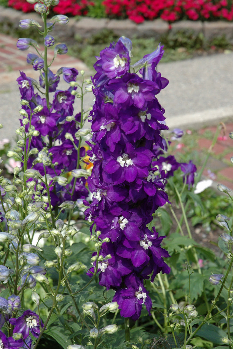 Delphinium, Purple Passion