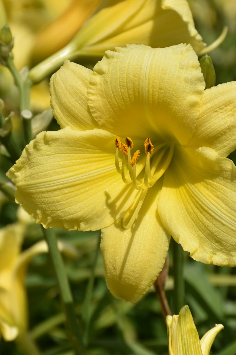 Daylily, Stella Supreme