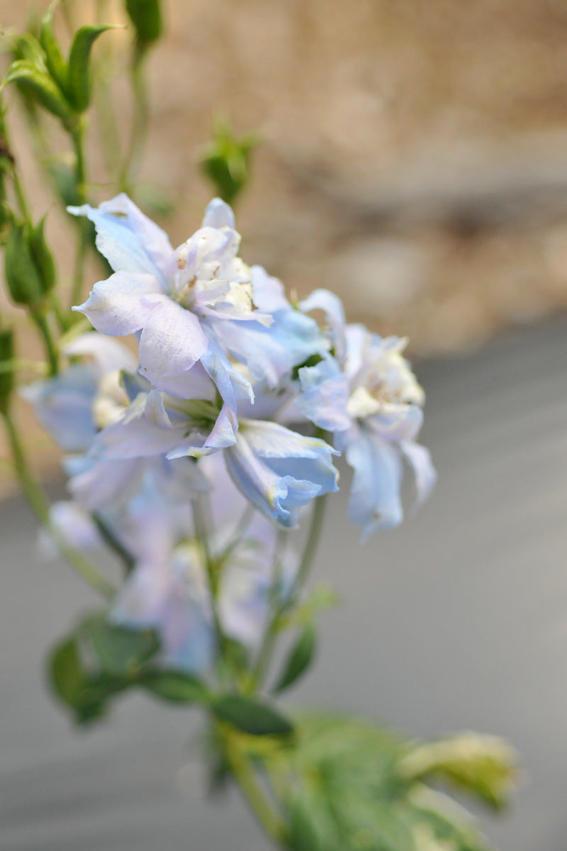 Delphinium, Magic Fountain Sky Blue White Bee