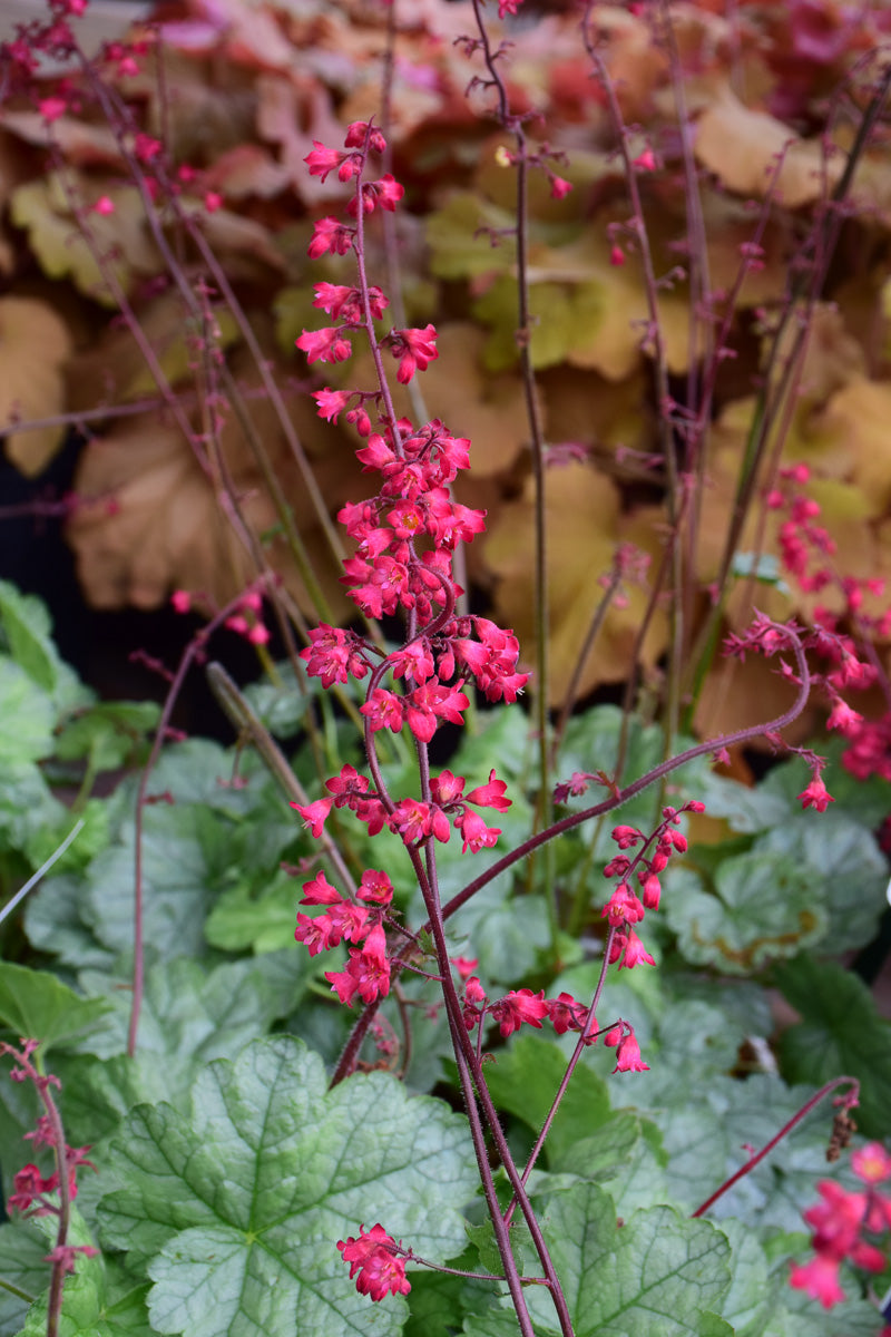 Coral Bells, Spearmint