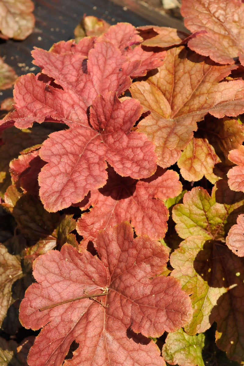 Coral Bells, Peach Tea