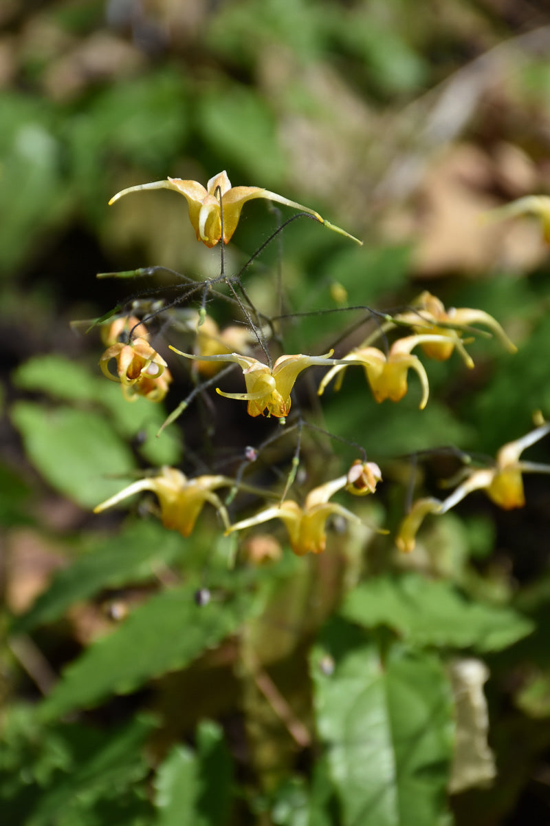 Bishop's Hat, Amber Queen