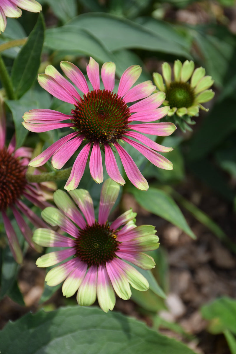 Coneflower, Green Twister