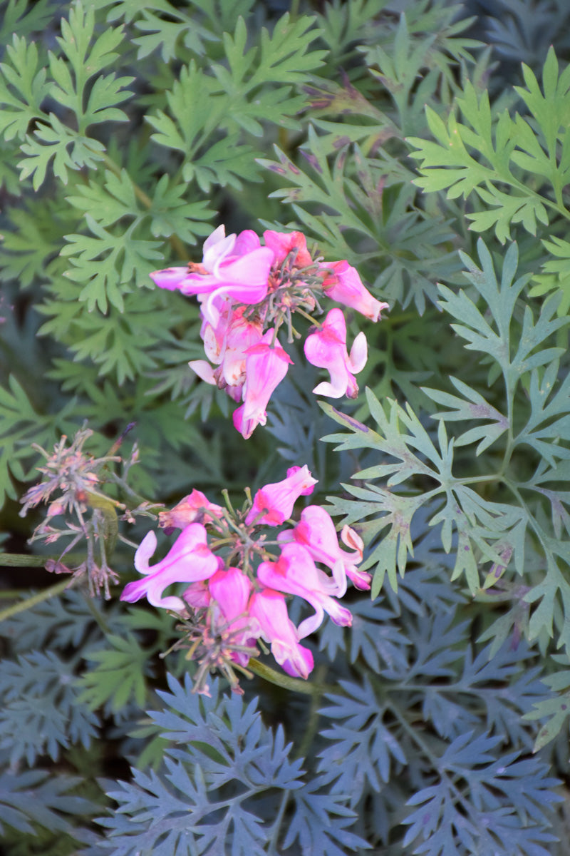 Bleeding-Heart, Pink Diamond