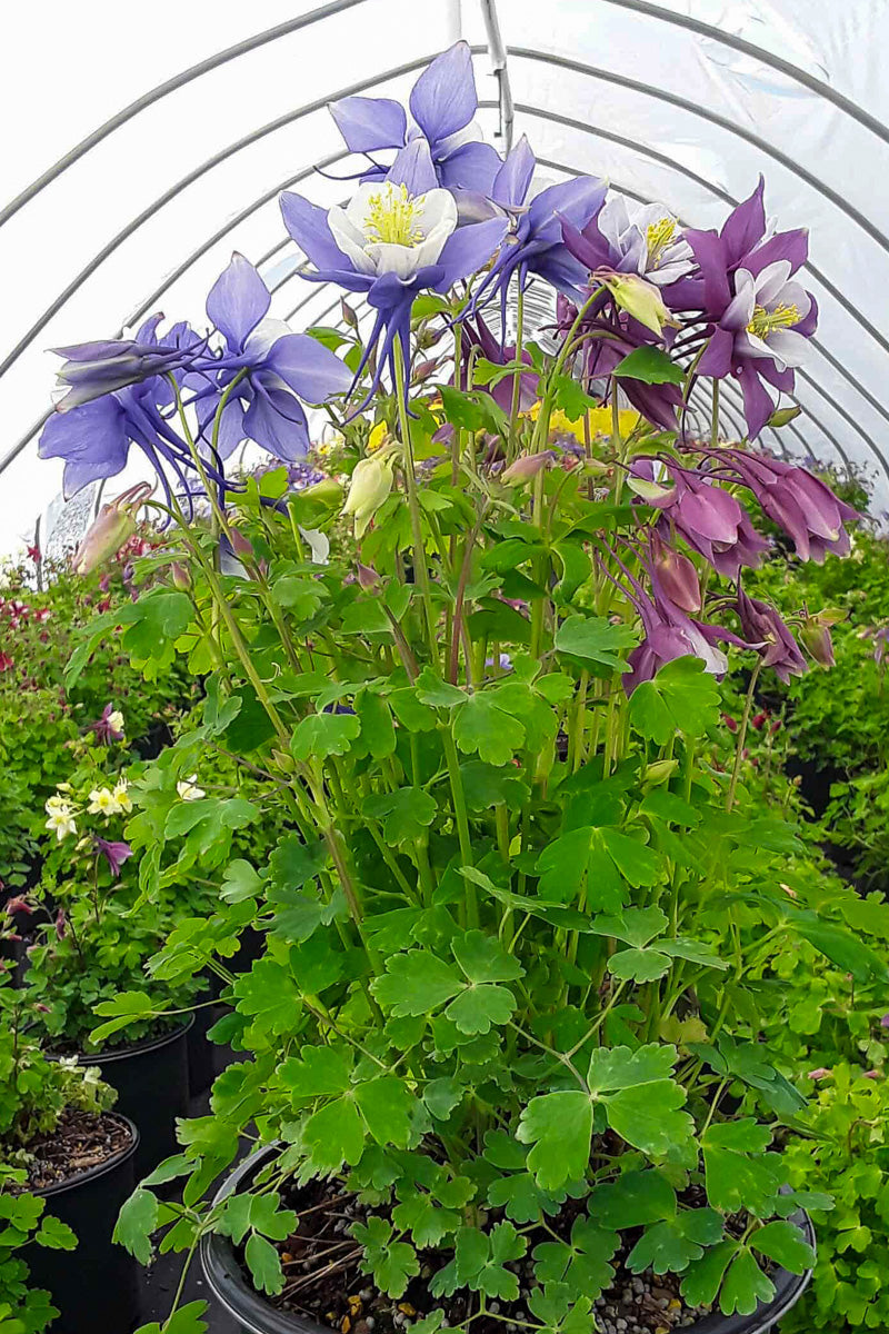 Columbine,Earlybird  Mix