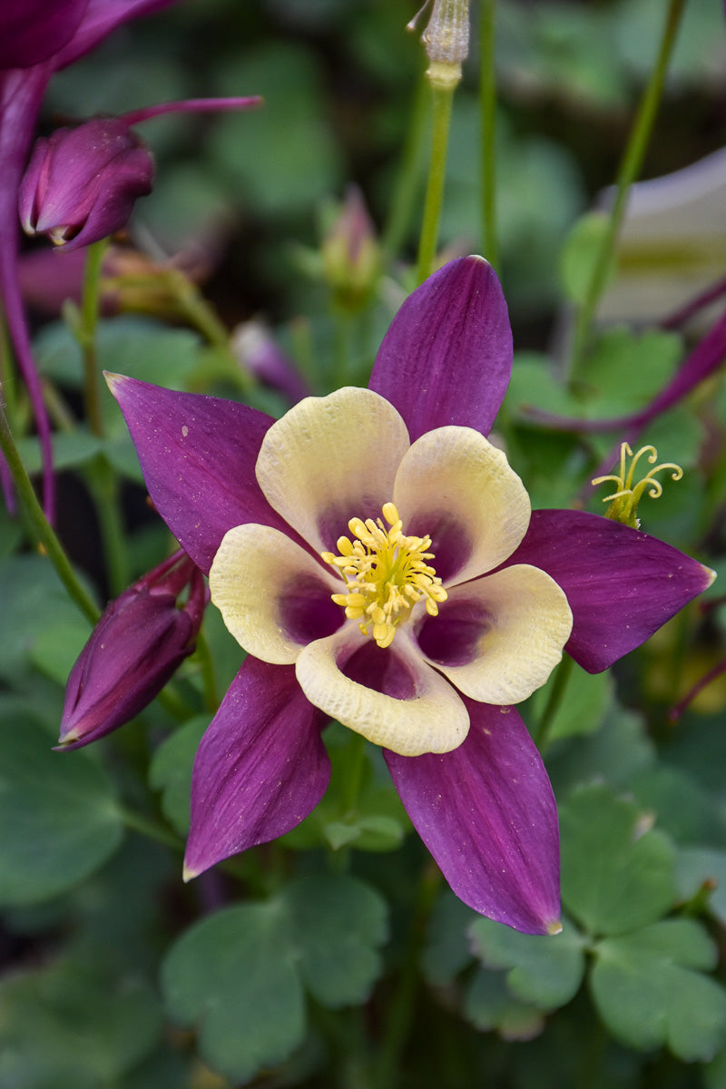 Columbine, Earlybird Purple Yellow