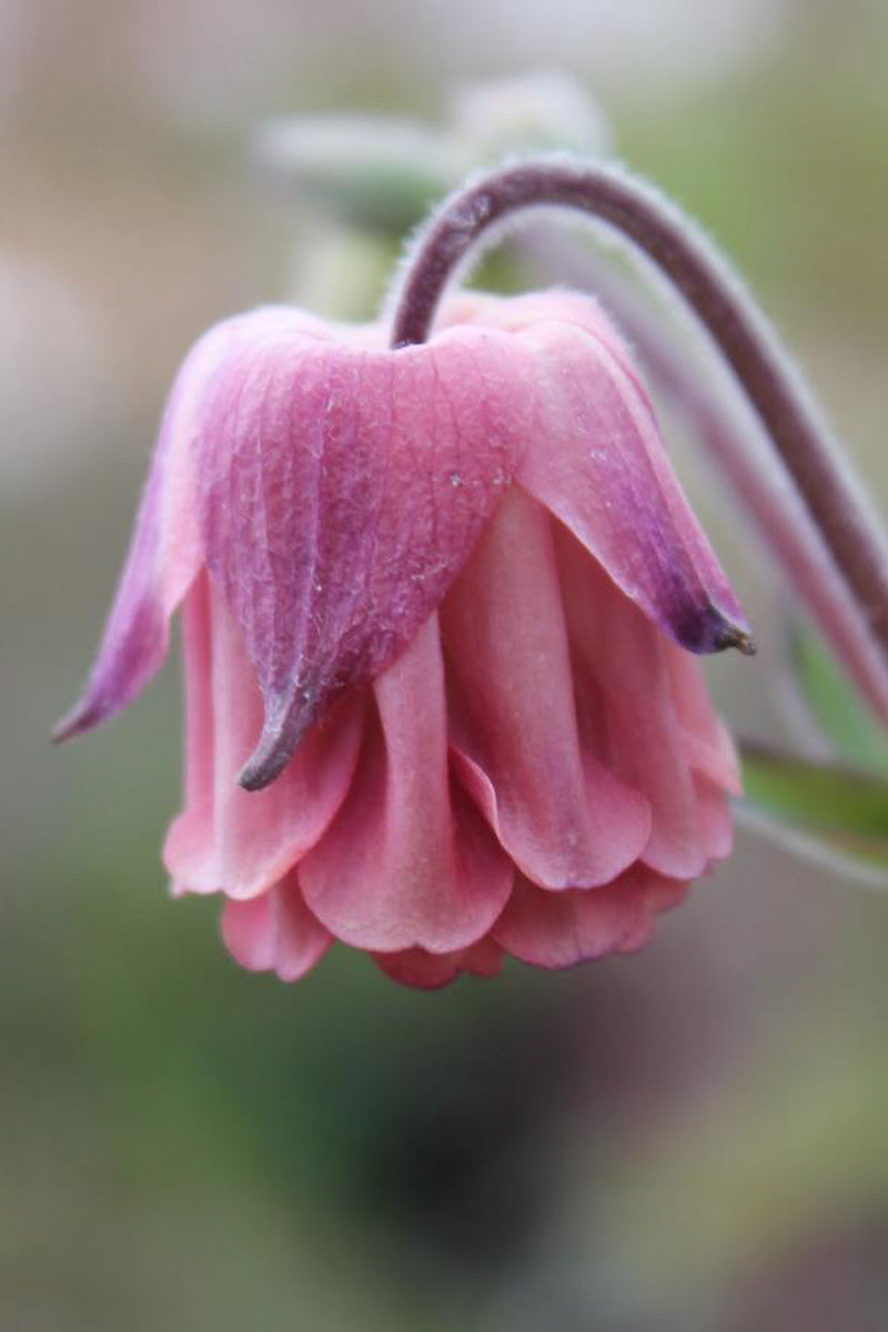 Columbine, Carol Ann