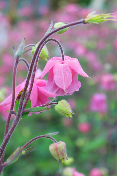 Columbine, Carol Ann