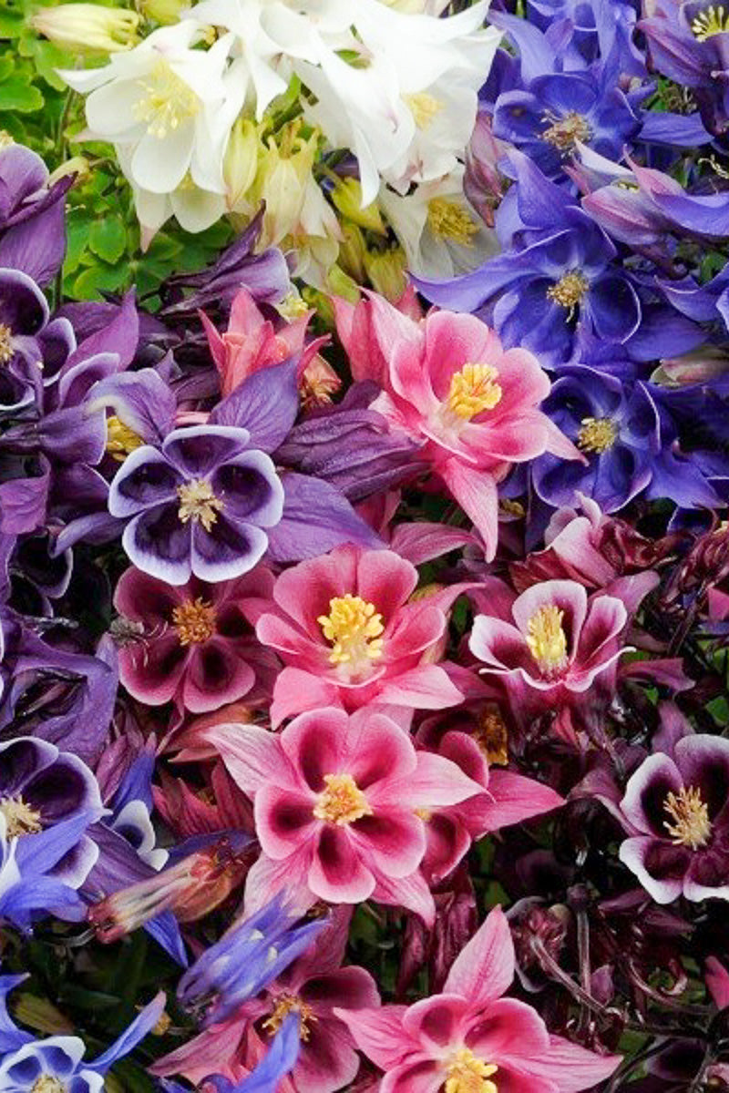 Columbine, Winky Single Mix