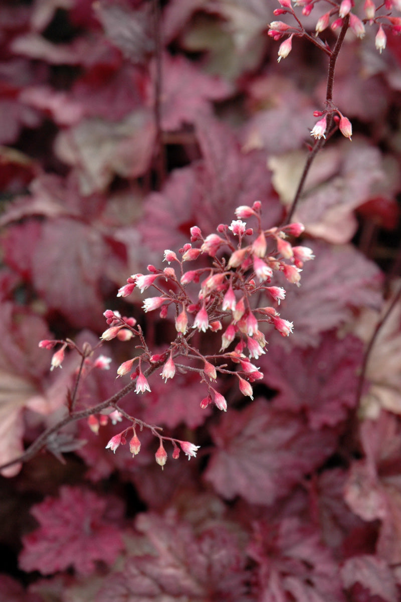 Coral Bells, Berry Smoothie