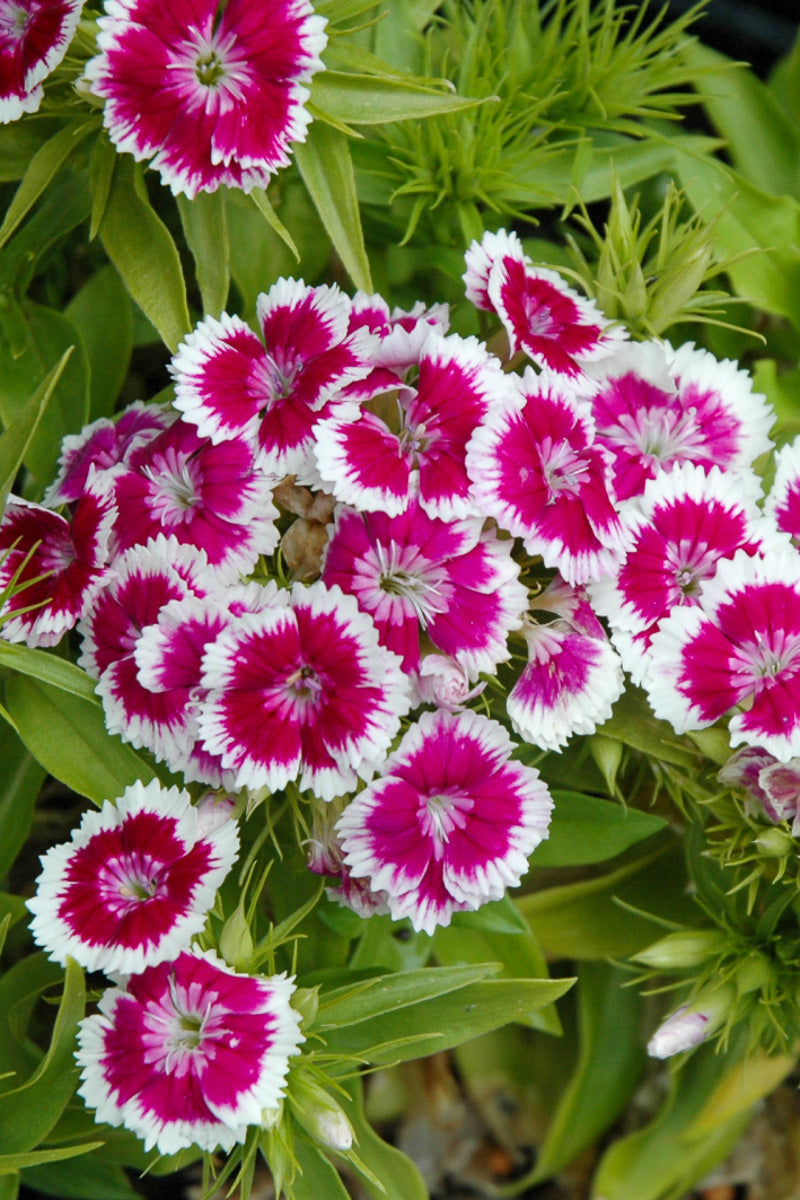 Dianthus, Purple Picotee