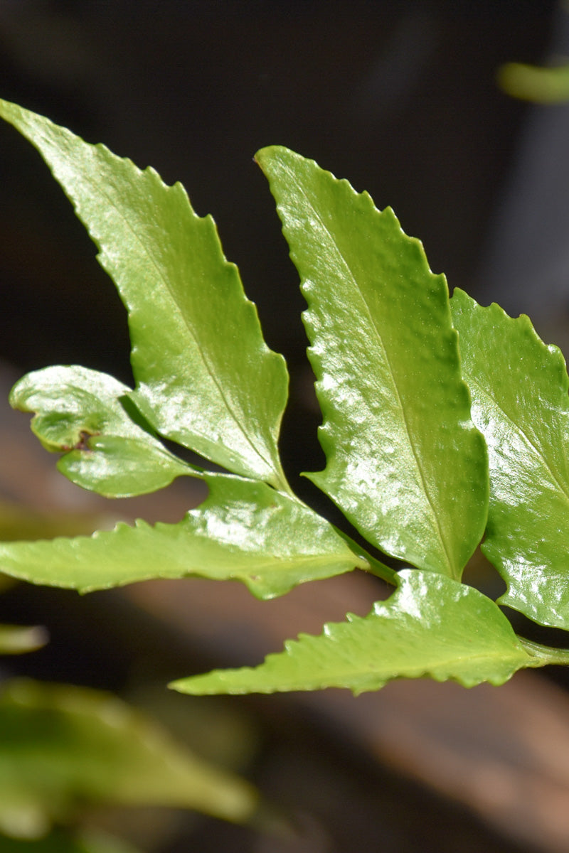 Fern, Japanese Holly