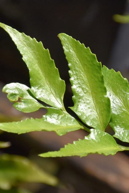 Fern, Japanese Holly – Chalet