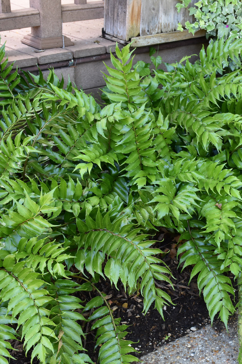 Fern, Japanese Holly