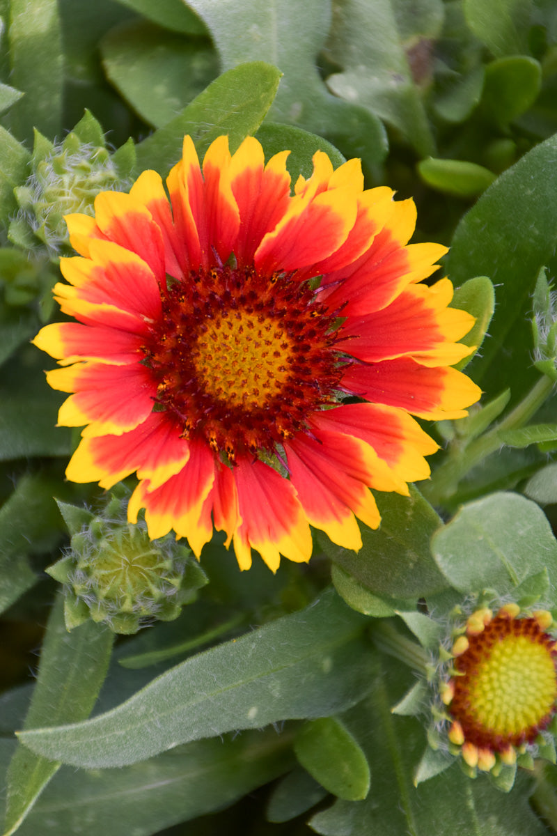 Gailardia, Spintop Starburst Red Improved