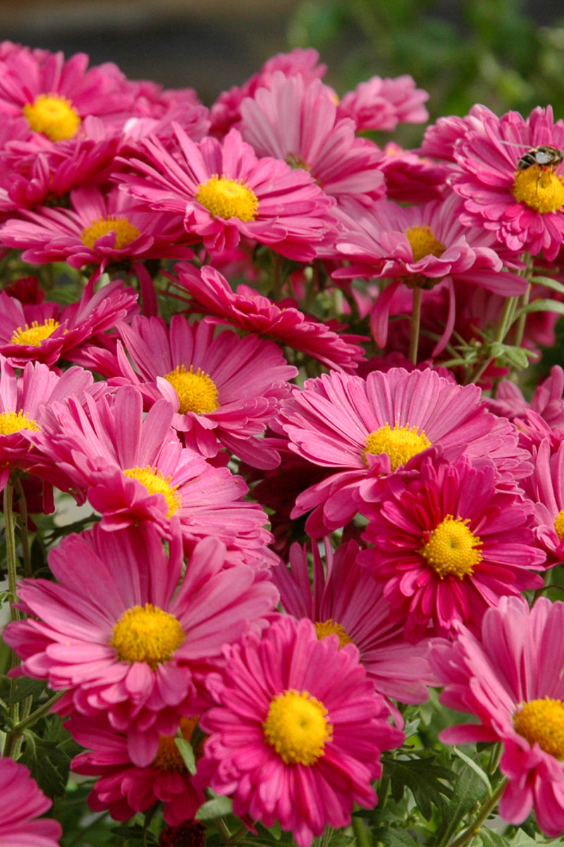 Mum, Mammoth Lav Daisy