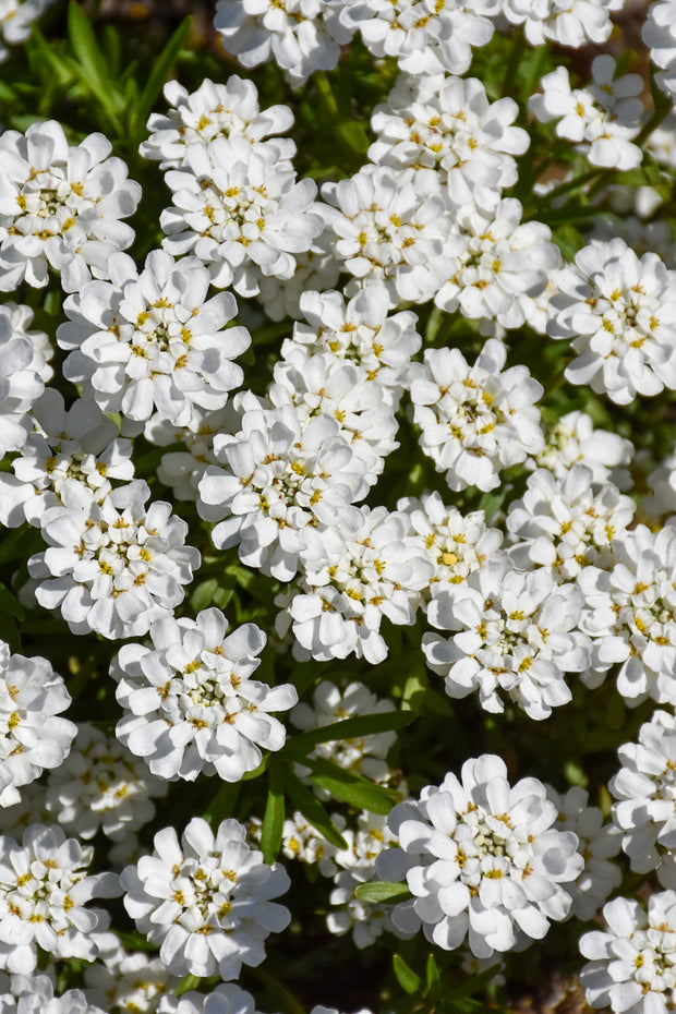 Candytuft, Whiteout