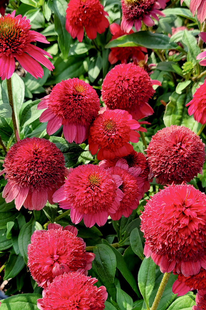 Coneflower, Sunny Ruby