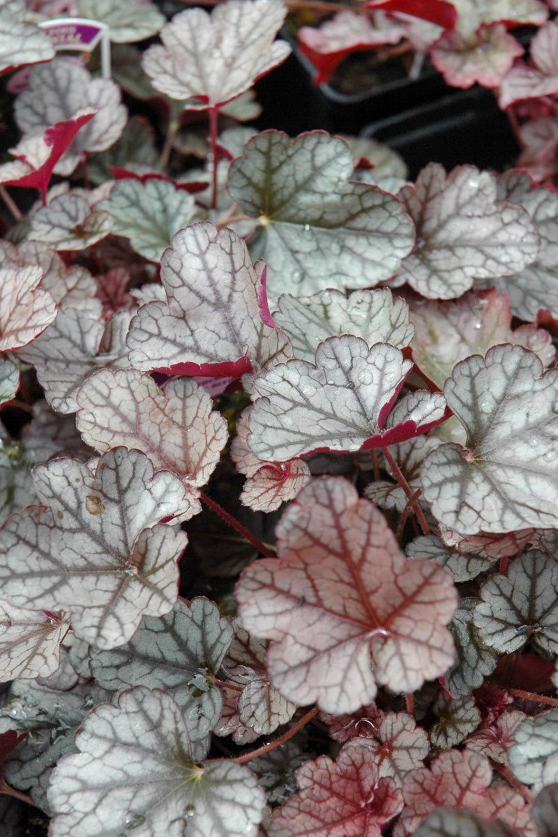 Coral Bells, Silver Scrolls