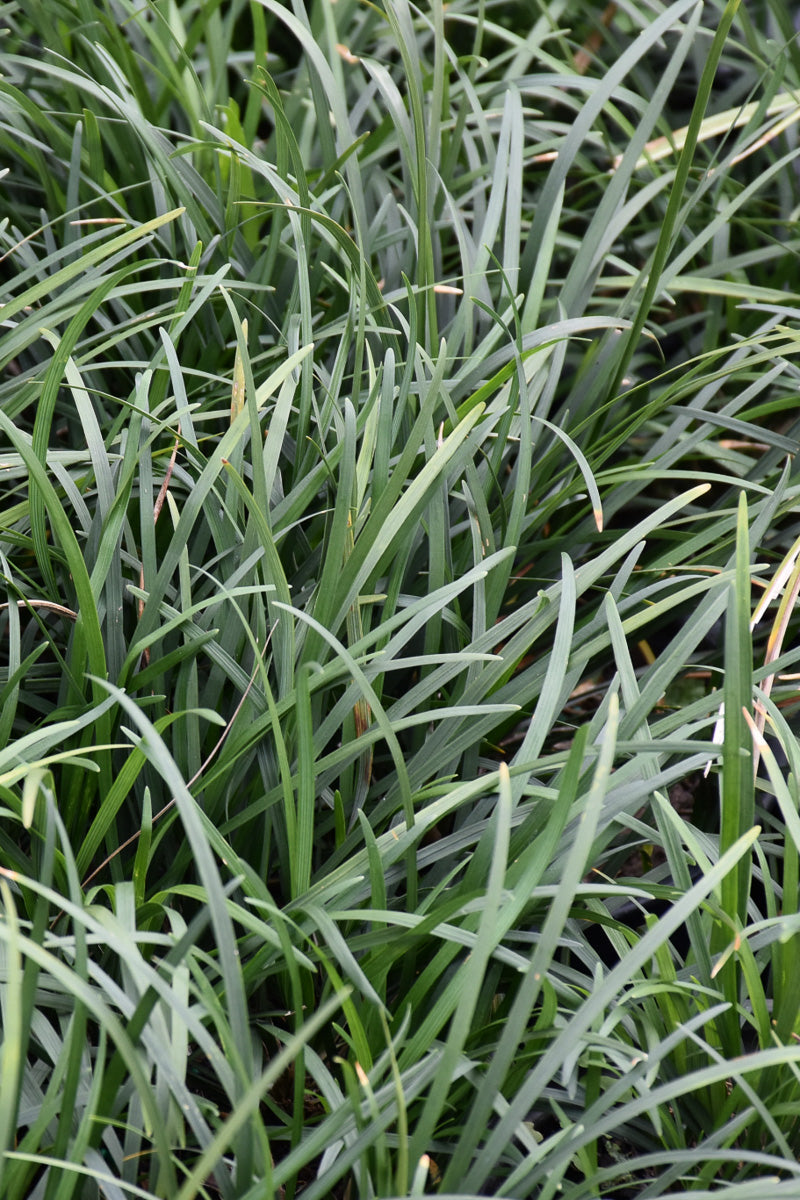 Japanese Mondo Grass