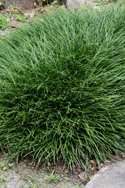 Japanese Mondo Grass