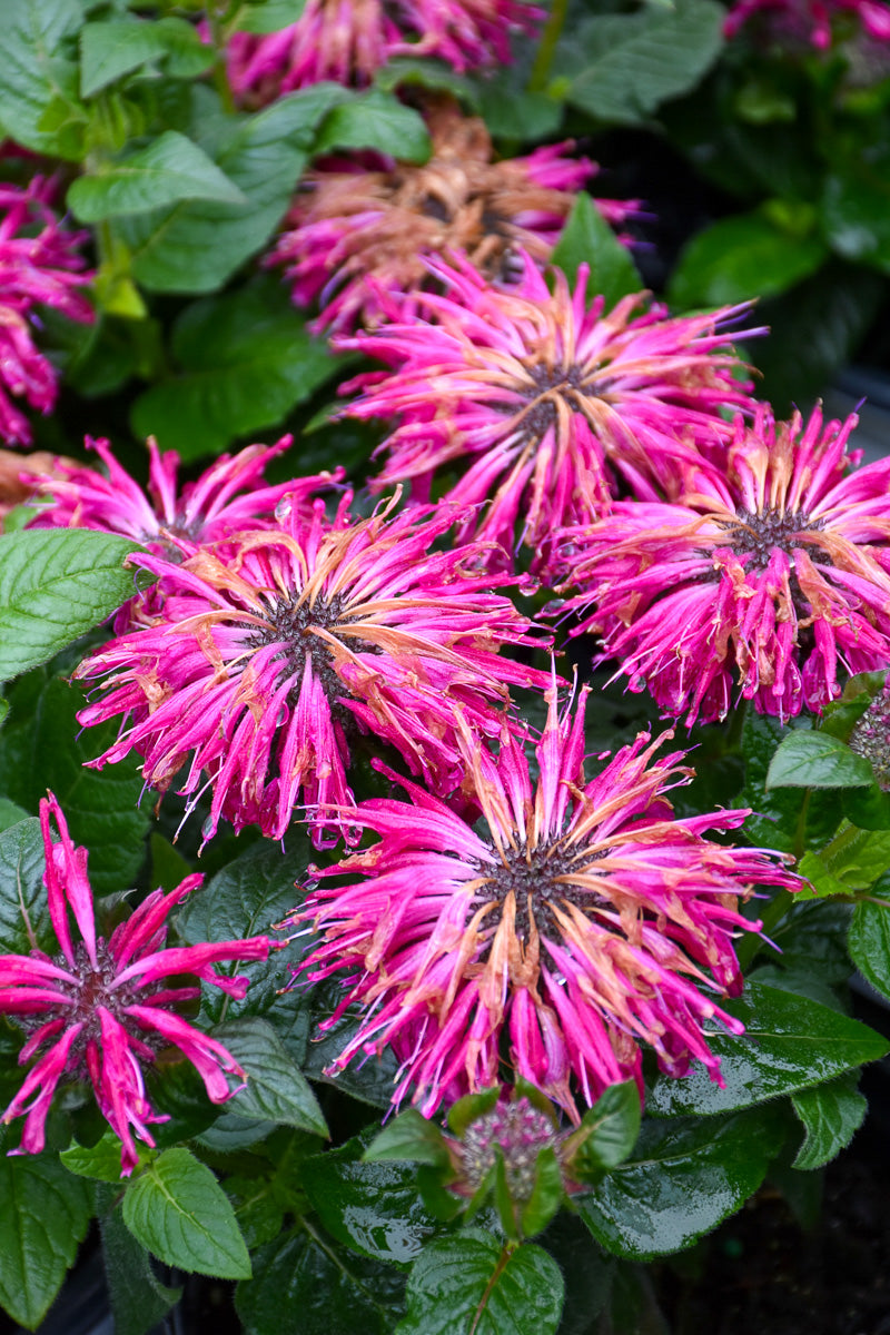 Bee Balm, Leading Lady Razzberry