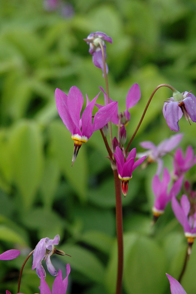 Shooting Star, Aphrodite