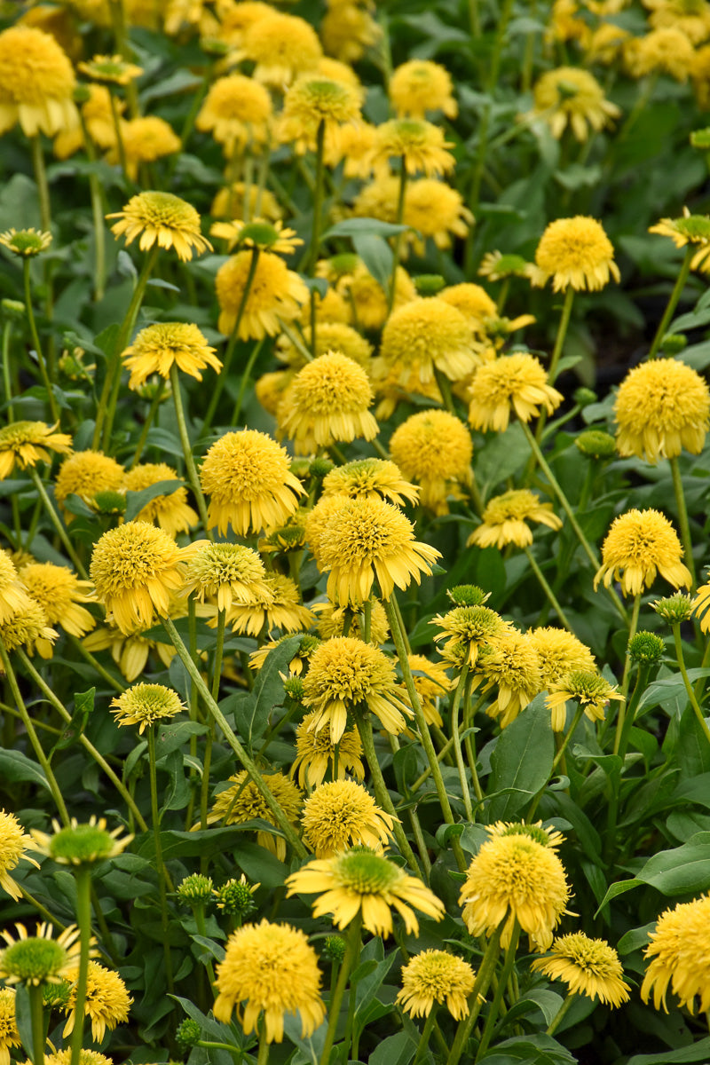 Coneflower, Sunny Days Lemon