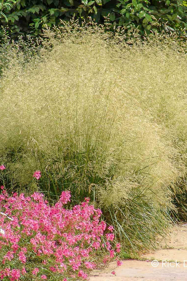 Tufted Hair Grass, Golden Veil