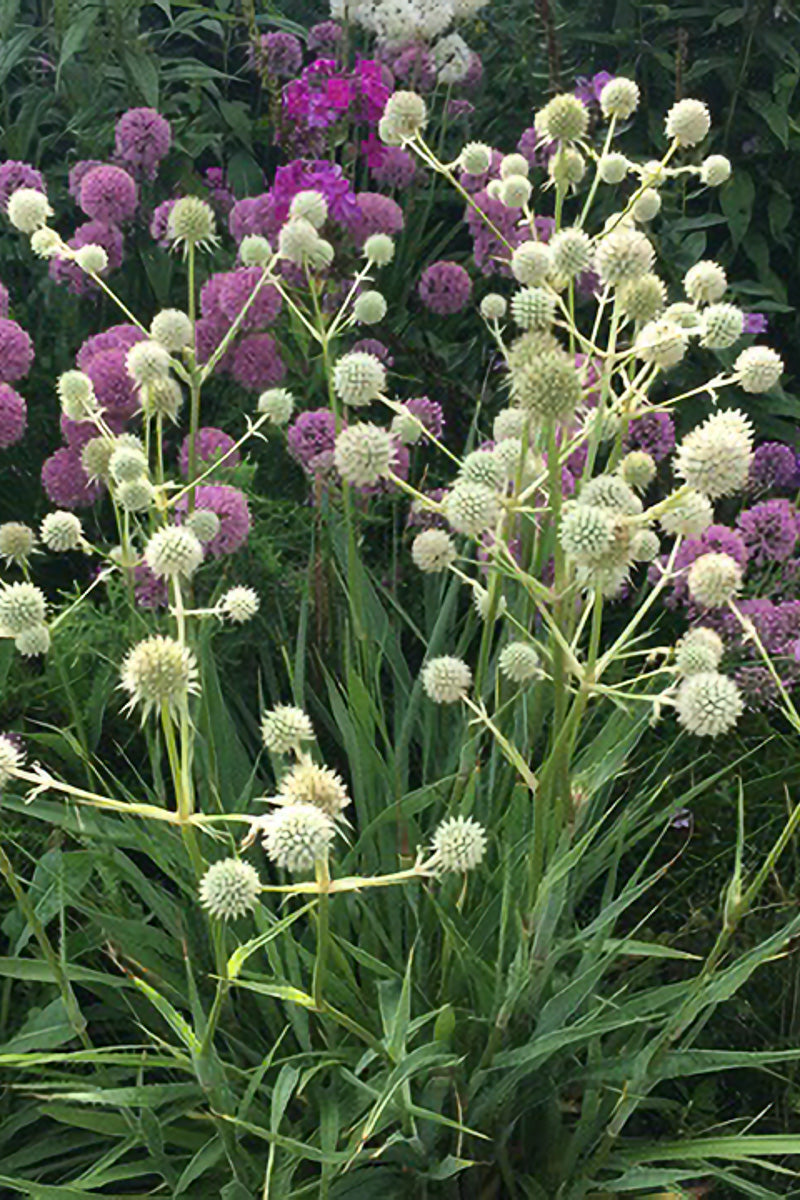 Rattlesnake Master, Prairie Moon