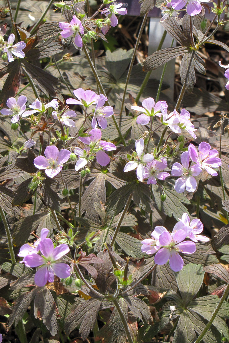 Wild Geranium, Espresso