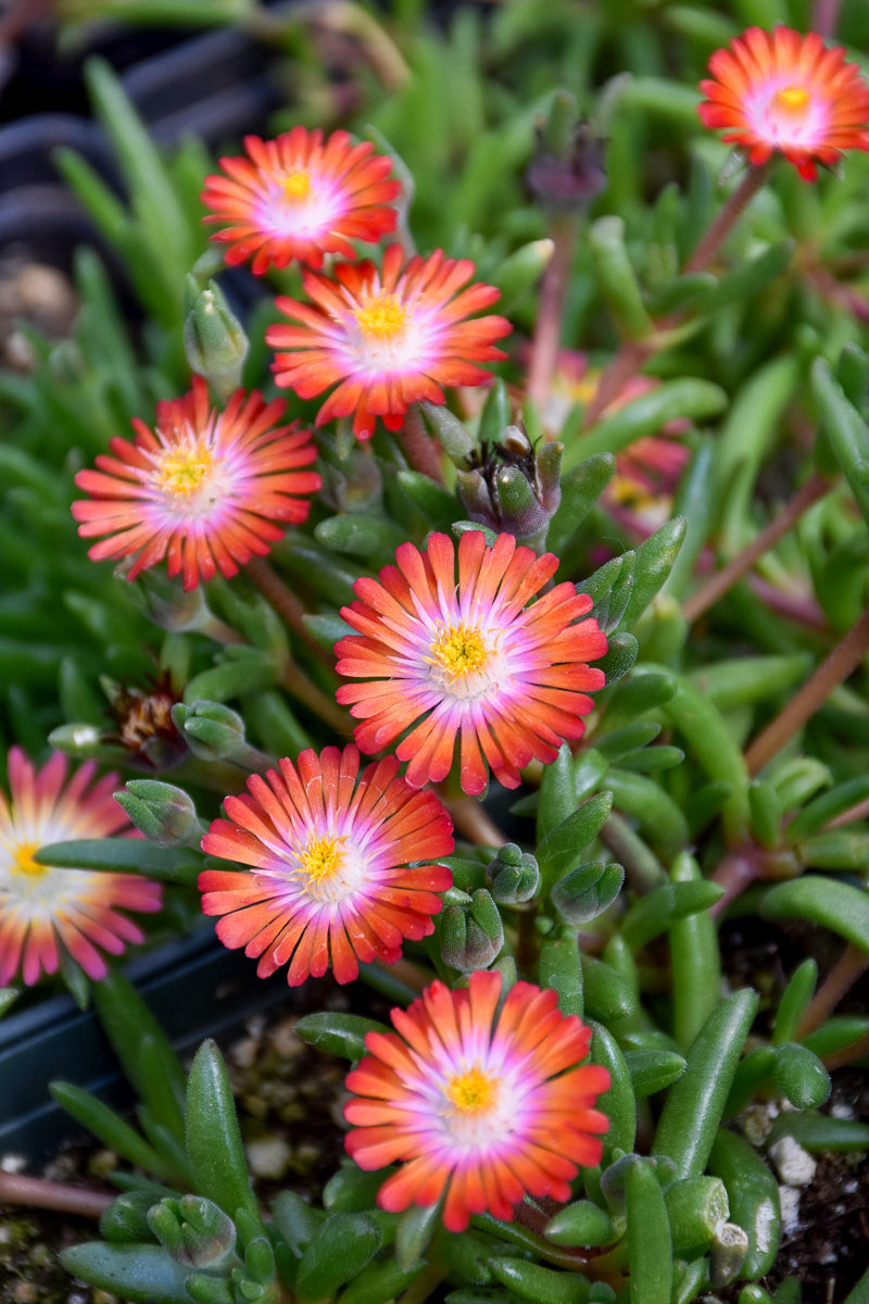 Delosperma, Jewel of Desert Grenade