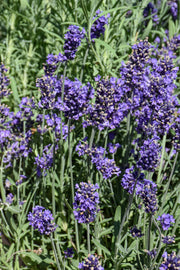 Lavender, Aromatico Blue Improved