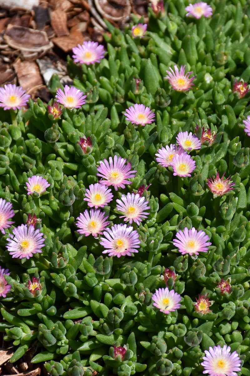 Delosperma, Jewel of Rosequartz