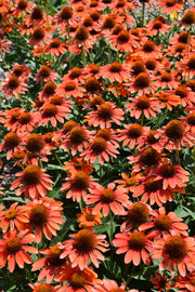 Coneflower, Sombrero Flamenco Orange